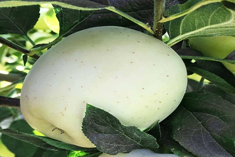 https://shp.aradbranding.com/قیمت خرید سیب فرانسه سفید عمده به صرفه و ارزان